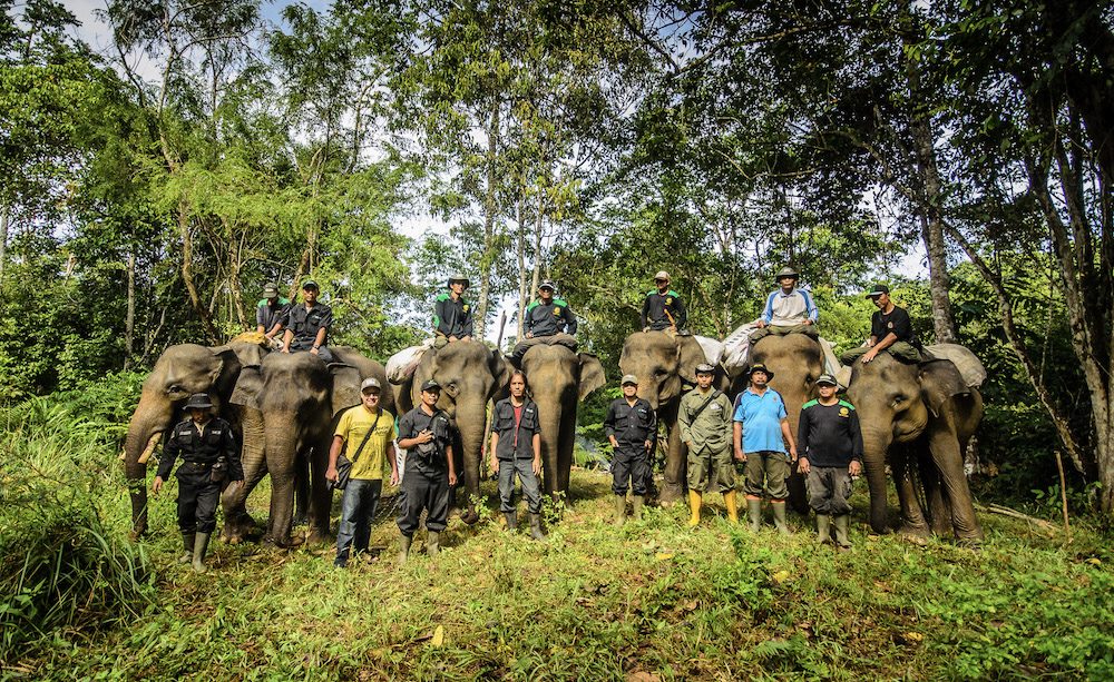 Elephants of Sumatra